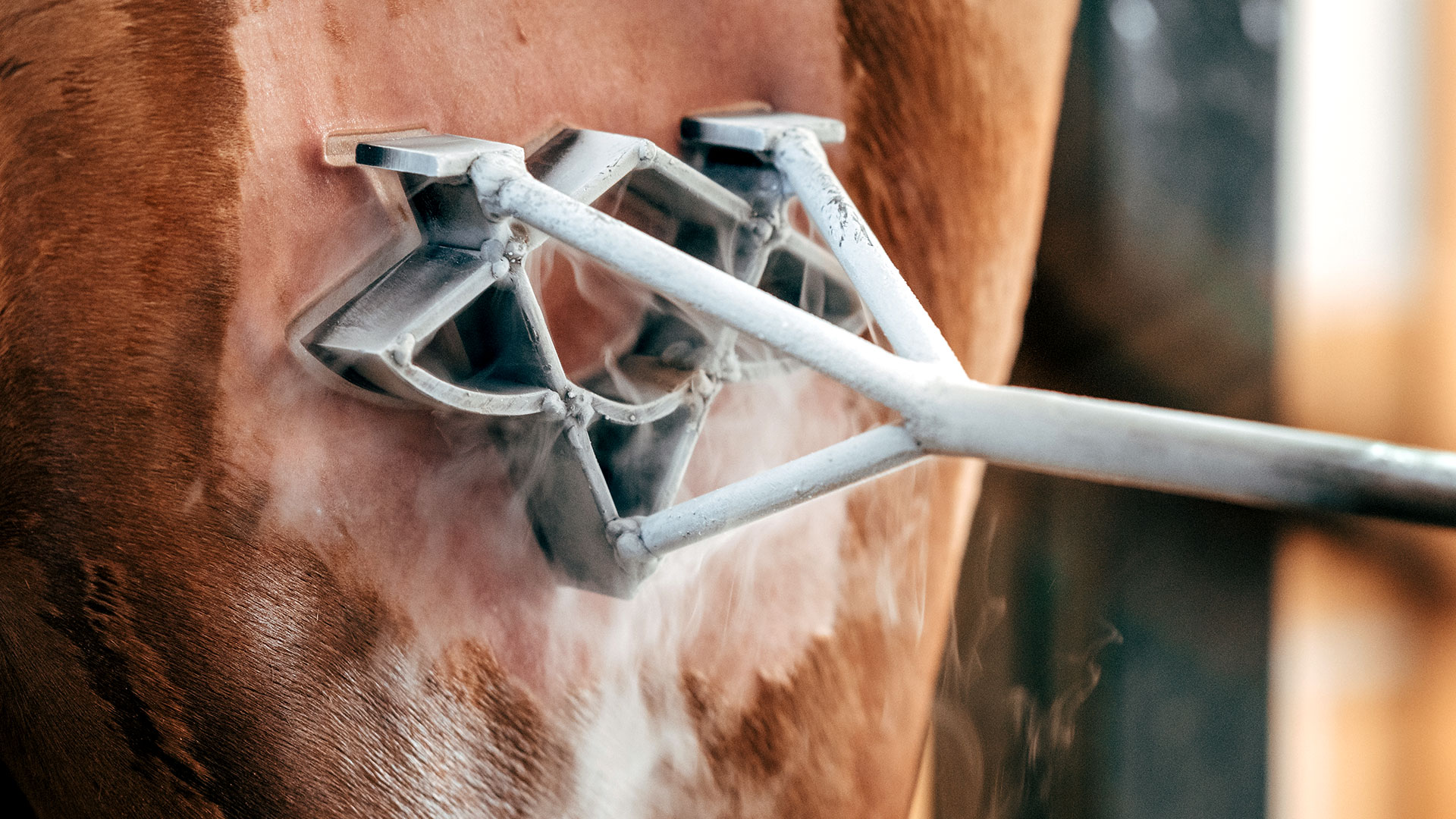 what's in a brand? history of cattle branding