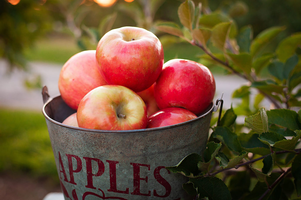 bucket of apples at apple orchard